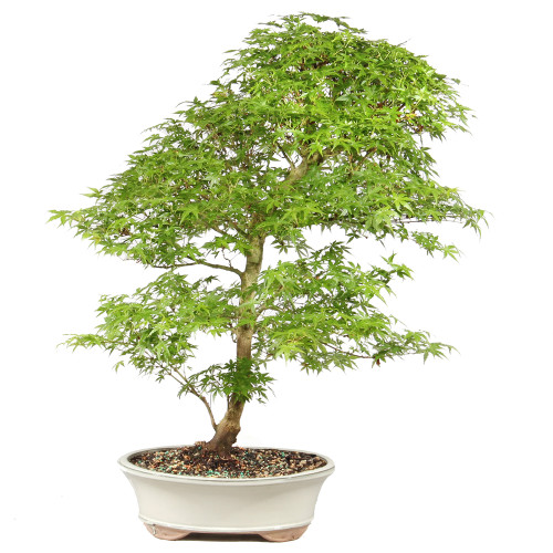 Bonsai tree in ceramic container 