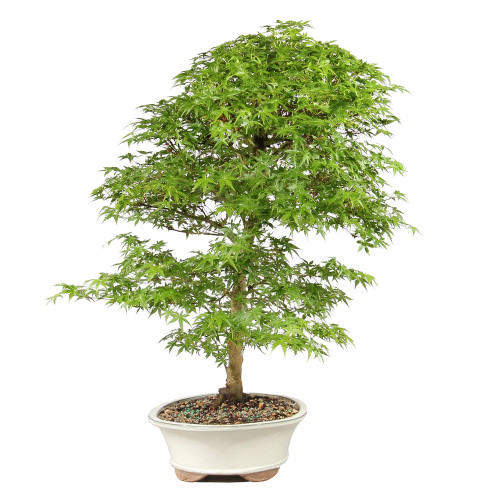 Japanese Maple - ST1026JM-P
