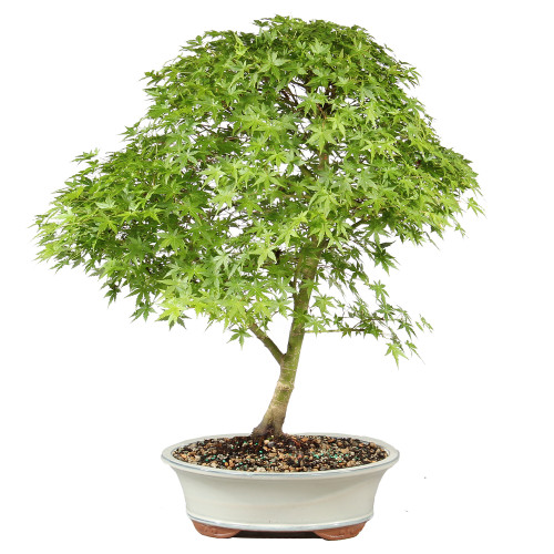 Bonsai tree in ceramic container 
