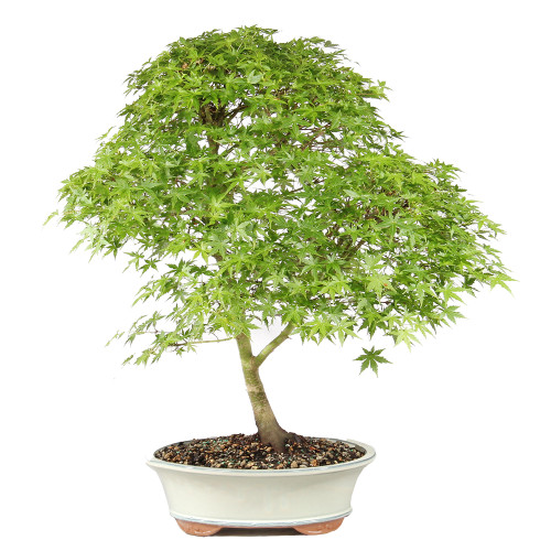 Bonsai tree in ceramic container 