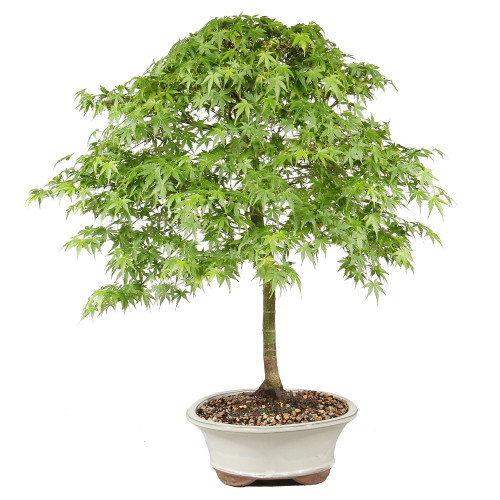 Japanese Maple - ST1026JM-R