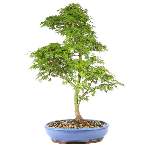 Bonsai tree in ceramic container 