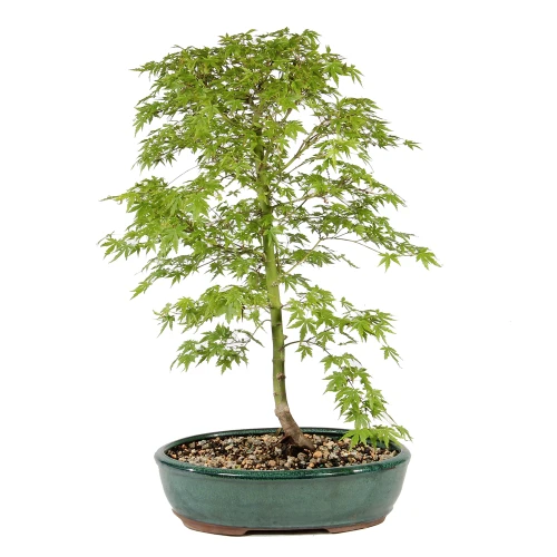 Bonsai Tree in Container