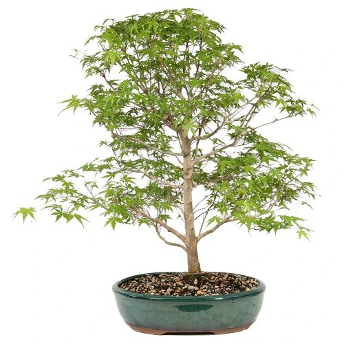 Bonsai Tree in Container