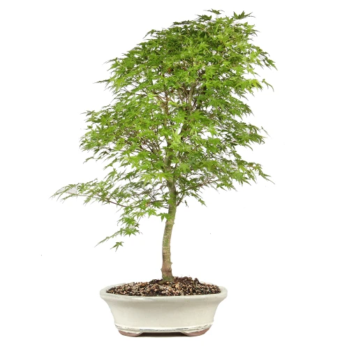 Japanese Maple - ST1126JM-F