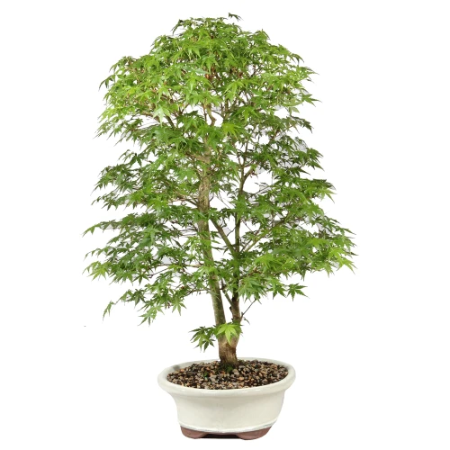 Bonsai Tree in Container