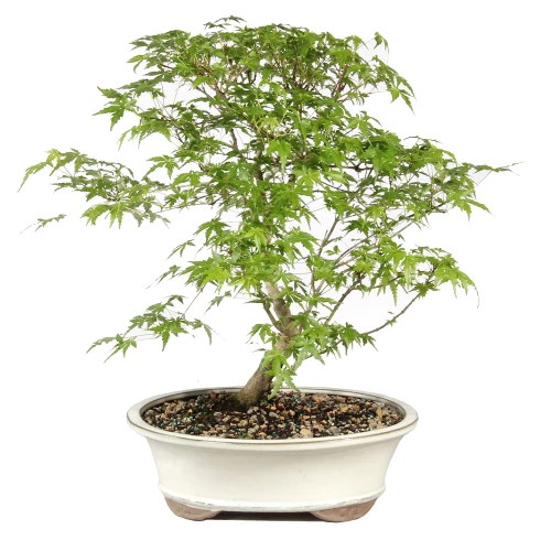 Bonsai Tree in Container