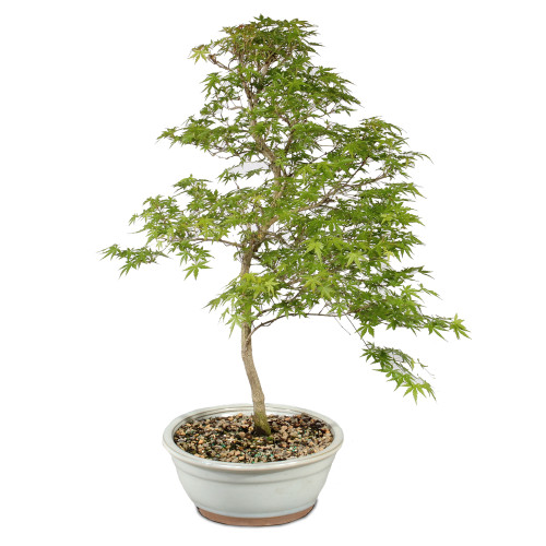 Bonsai Tree in Container