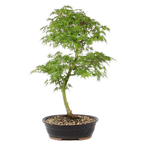 Japanese Maple in a ceramic bonsai container 