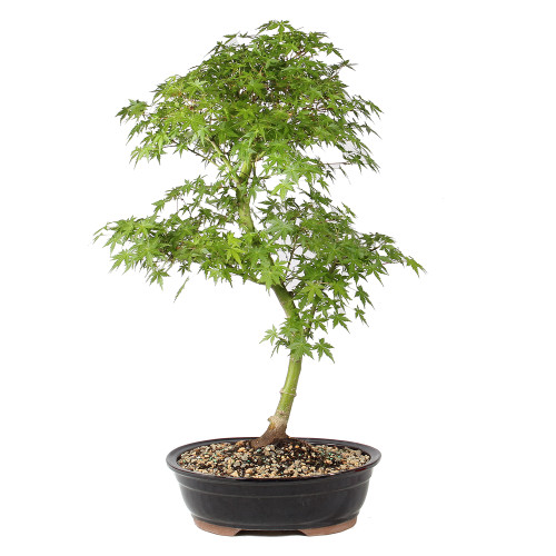 Japanese Maple back view 