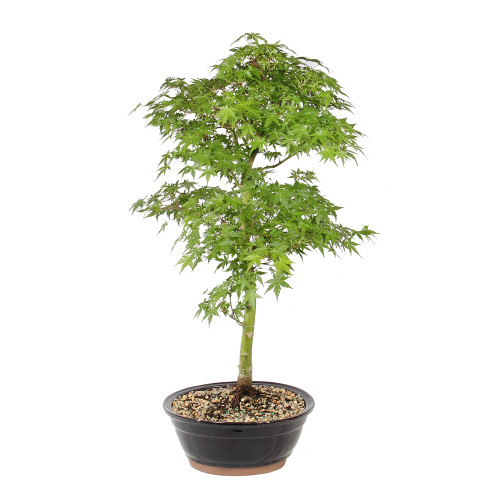 Japanese Maple left side view 