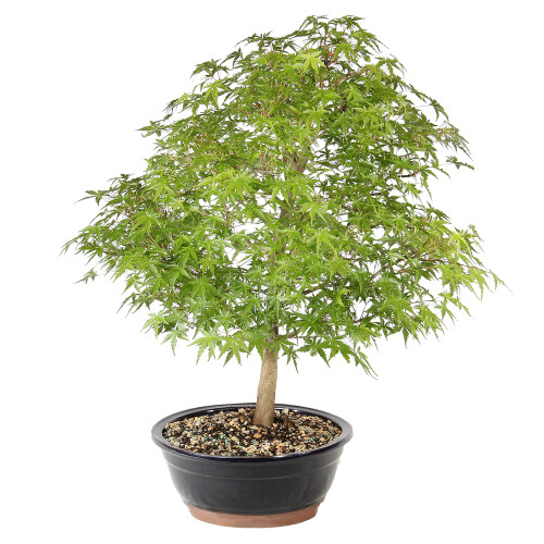 Japanese Maple left side view 