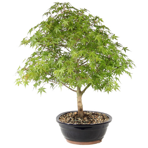 Japanese Maple right side view 