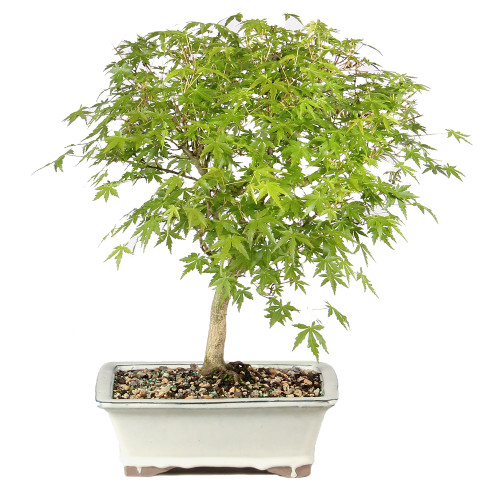 Japanese Maple back view 