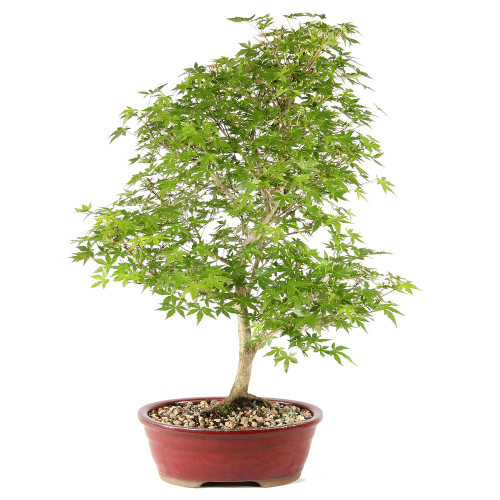 Japanese Maple in a bonsai container 