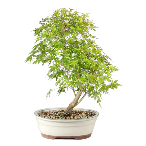 Japanese Maple back view 