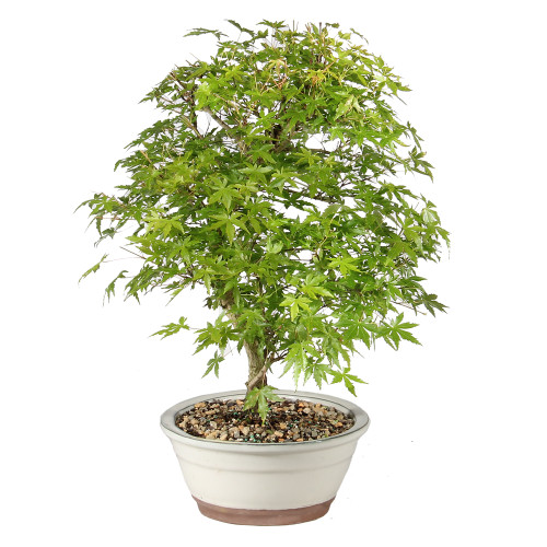Japanese Maple left side view 