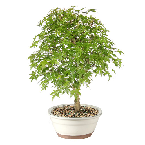 Japanese Maple right side view 