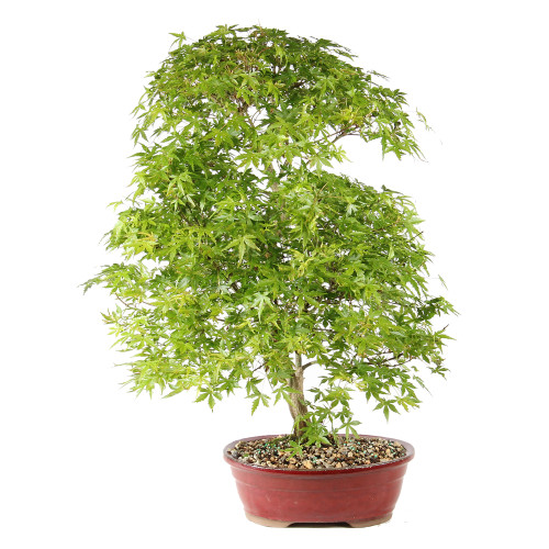 Japanese Maple back side view 
