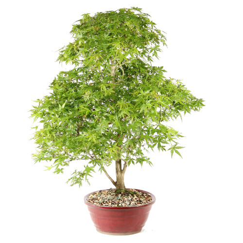 Japanese Maple left side view 