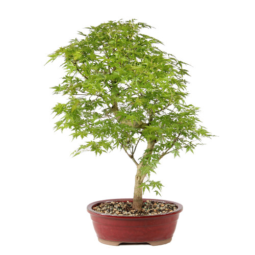 Japanese Maple back view 
