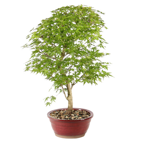 Japanese Maple left side view 
