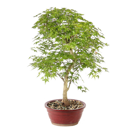 Japanese Maple right side view 