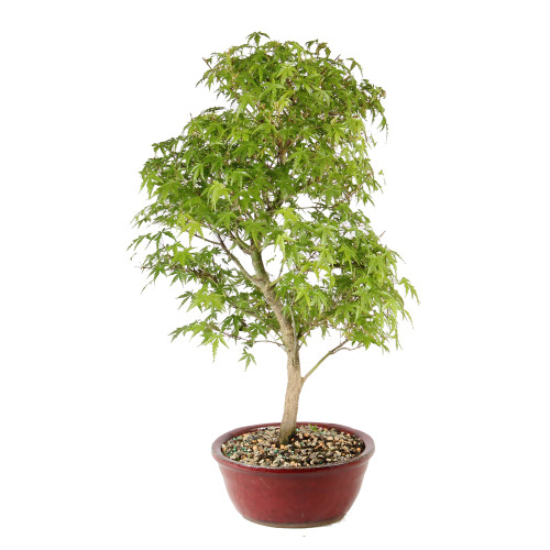 Japanese Maple left side view 