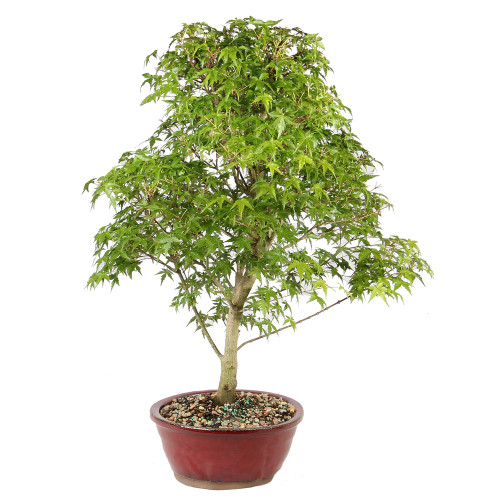 Japanese Maple left side view 