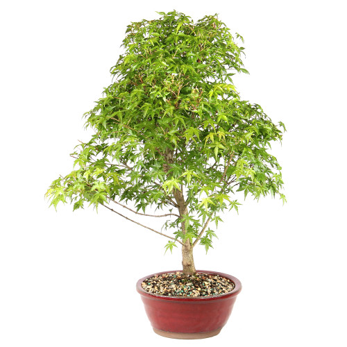 Japanese Maple right side view 