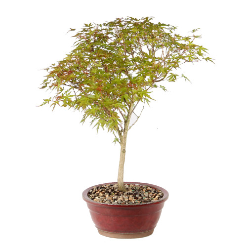 Japanese Maple left side view 