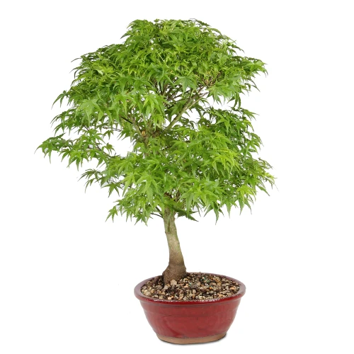 Japanese Maple - ST1326JMSP-A