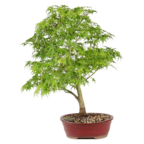 Bonsai Tree in Container