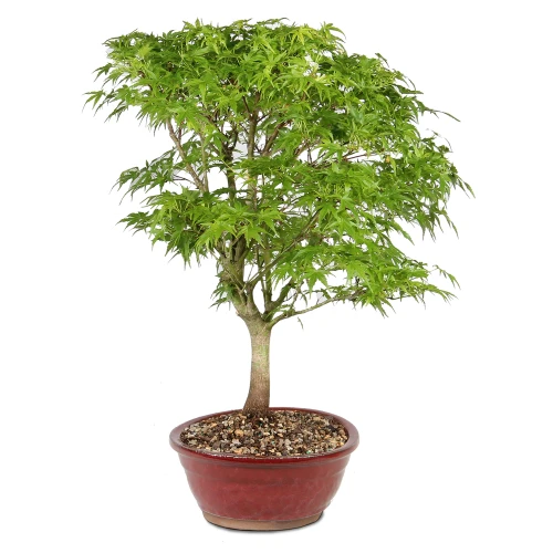 Japanese Maple - ST1326JMSP-C
