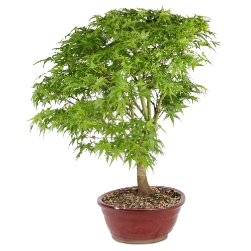 Bonsai Tree in Container