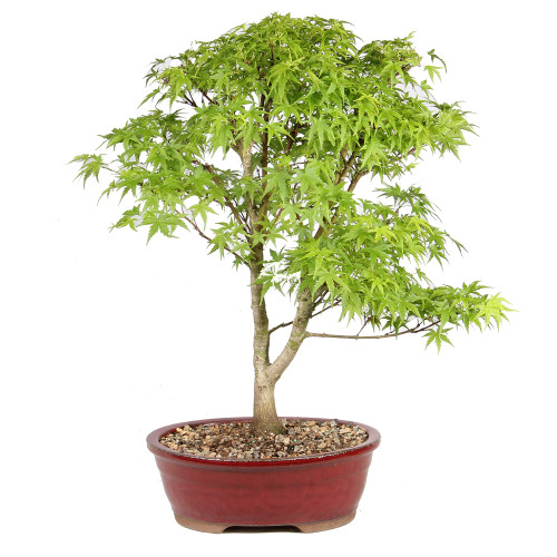 Bonsai Tree in Container
