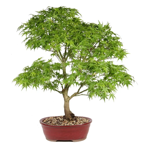 Bonsai Tree in Container