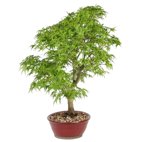 Japanese Maple - ST1326JMSP-E