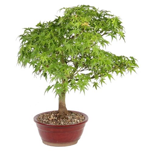 Bonsai Tree in Container