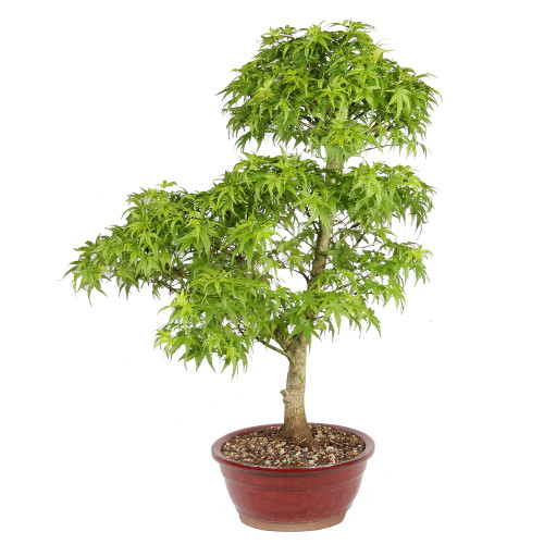Bonsai tree in ceramic container 