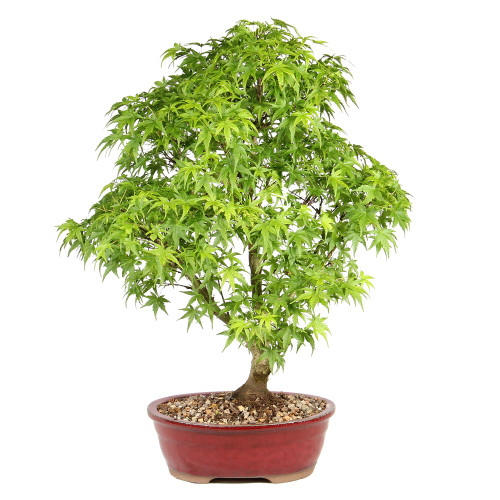 Japanese Maple  back view 