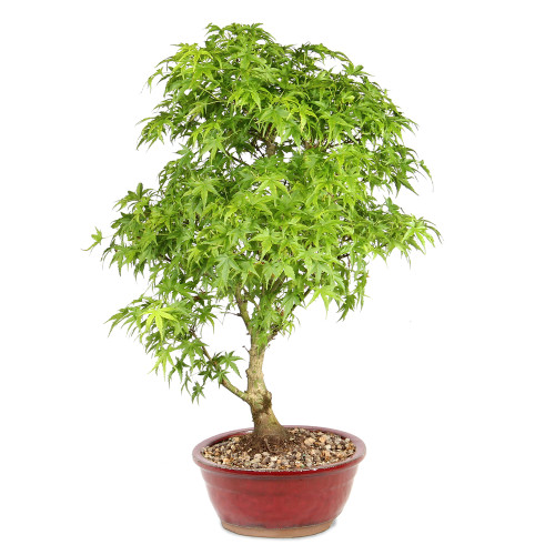 Japanese Maple  left side view 