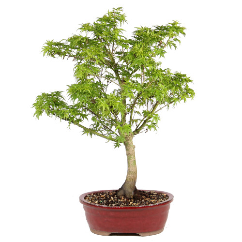 Japenese Maple 'Sharp's Pygmy' in a ceramic container 