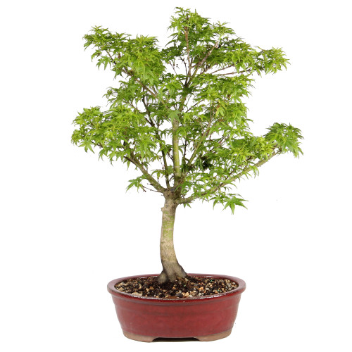 Japenese Maple 'Sharp's Pygmy' back view 