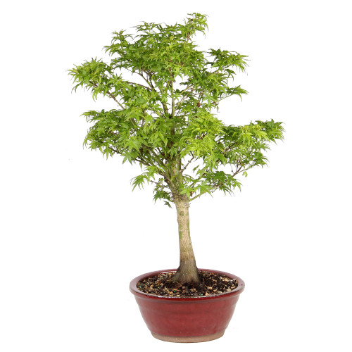 Japenese Maple 'Sharp's Pygmy' right side view