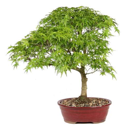 Japenese Maple 'Sharp's Pygmy' back view 