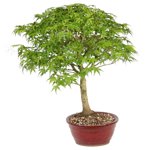 Japenese Maple 'Sharp's Pygmy' left side view 