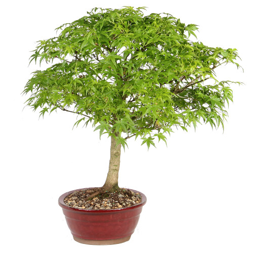 Japenese Maple 'Sharp's Pygmy' right side view 