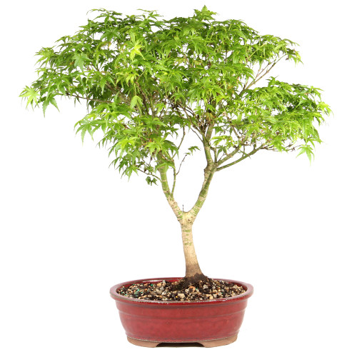 Japanese Maple in a bonsai container 