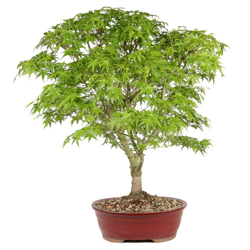 Japanese Maple in a bonsai contianer 